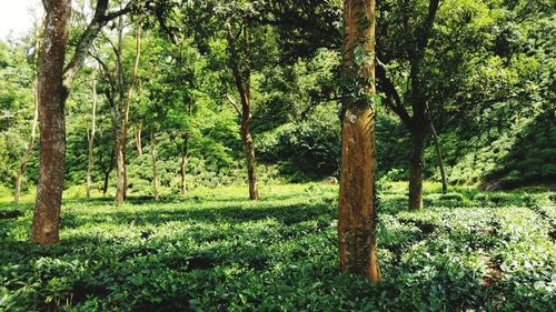 Trees in forest