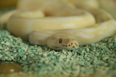 Close-up of a lizard