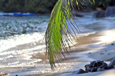 Close-up of plant on beach