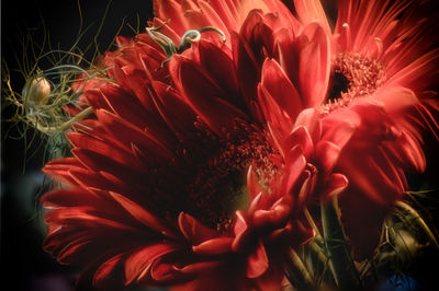 Close-up of pink flower