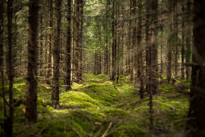 Trees growing in forest