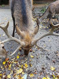 High angle view of deer on field