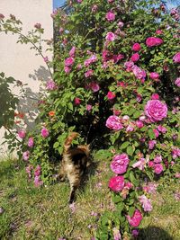 View of pink flowering plants