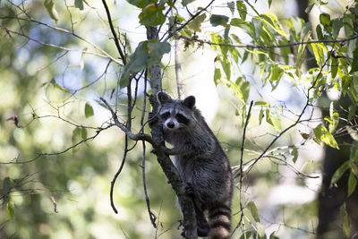 Raccoon procyon lotor looking down from the safety of a tree