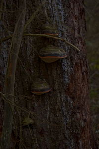 Close-up of lizard on tree trunk in forest