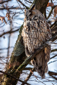 Low angle view of bird perching on tree