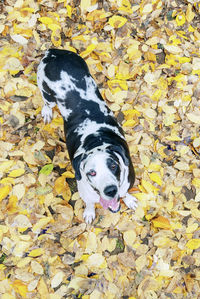 High angle view of a dog