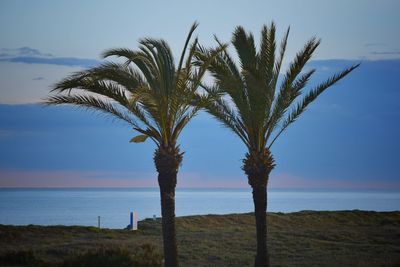 Palm tree by sea against sky