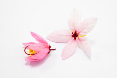 Close-up of pink flower over white background