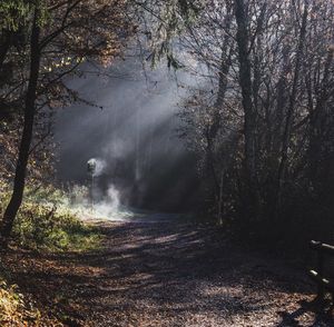 Scenic view of forest