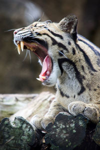 Close-up of a cat yawning