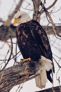 Low angle view of bald eagle perching on branch