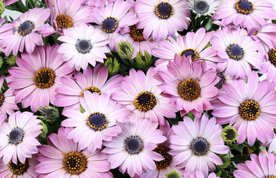 Full frame shot of pink flowering plants