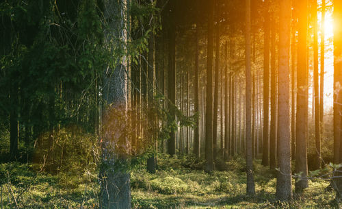 Sunlight streaming through trees in forest