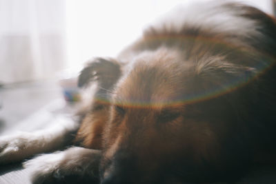 Close-up of dog sleeping at home