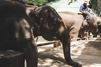 View of elephant