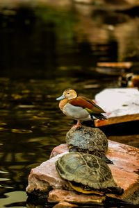 Duck on a turtles