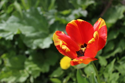 Close-up of red rose flower