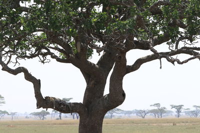 Tree on landscape against clear sky