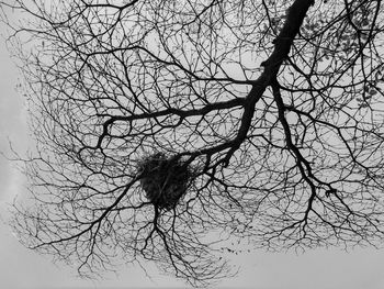 Low angle view of bare tree against sky