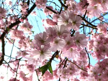 Low angle view of pink cherry blossom