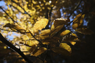 Low angle view of leaves on tree during autumn