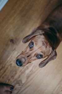 High angle portrait of dog on hardwood floor