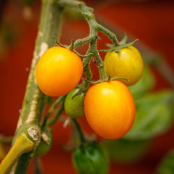 Close-up of orange fruits hanging on tree