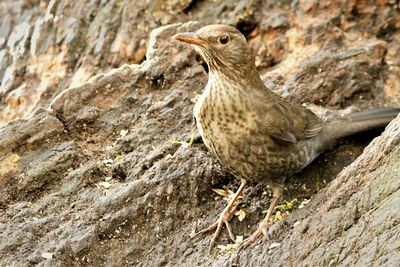 High angle view of bird on rock