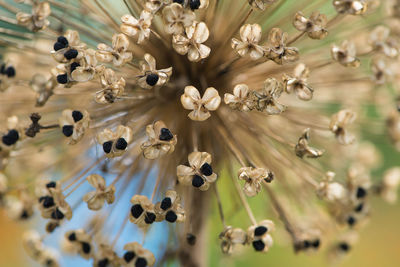 High angle view of flowers