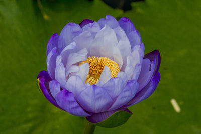 Close-up of purple flower in field