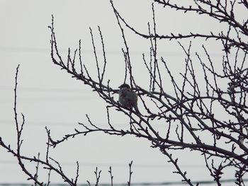 Low angle view of bird perching on tree against sky