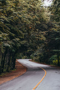 Empty road amidst trees in forest