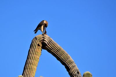 Low angle view of bird perching on a column against blue sky