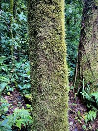 Ivy growing on tree trunk