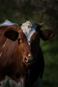 Close-up of a cow