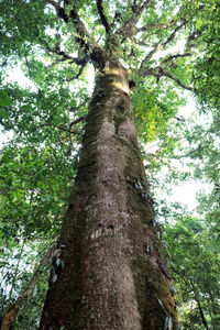 Low angle view of tree trunk against sky