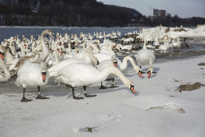 Flock of birds on beach during winter
