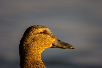 Close-up side view of a bird against blurred background