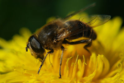 Close-up of honey bee on flower