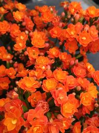 Full frame of red flowers