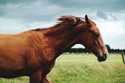 Side view of horse on field