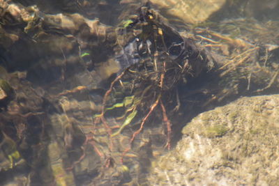 Close-up of plants