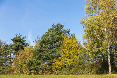 Low angle view of autumn trees against clear sky