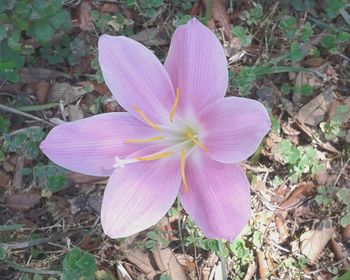 Close-up of pink flower