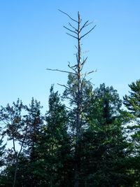 Low angle view of trees against clear sky