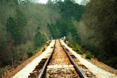 Railroad tracks amidst green trees