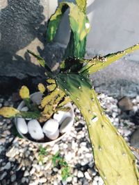 High angle view of water drops on plant