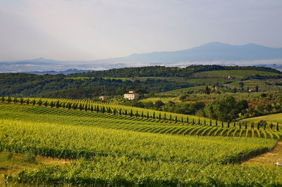 Scenic view of agricultural field against sky