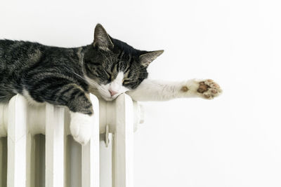 Close-up of cat against white background